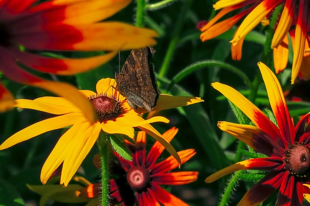 gele tuinkamille groeit op een achtergrond van groene bladeren in de tuin