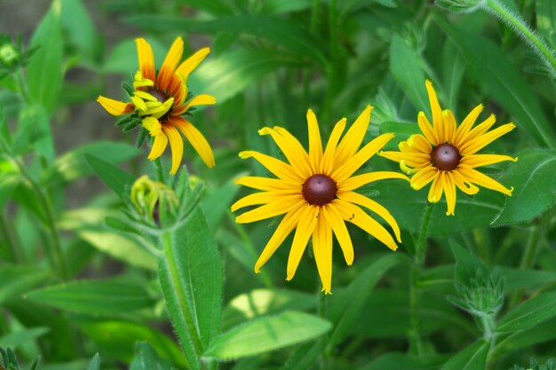 gele tuinkamille groeit op een achtergrond van groene bladeren in de tuin