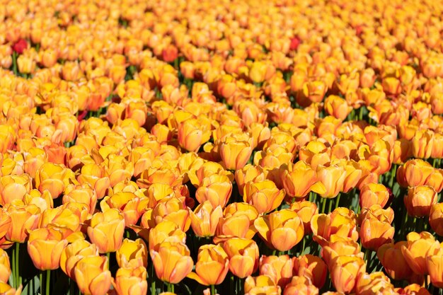 Gele tulp bloem veld met kleurrijke natuurlijke achtergrond. natuurlijke schoonheid