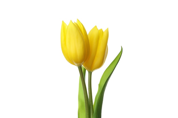 Gele tulp bloemen geïsoleerd op een witte achtergrond