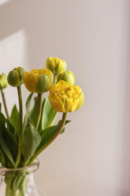 Gele tulp bloemen met groene stengels en bladeren in een glazen vaas op een lichte schaduw witte muur en raam achtergrond Creatief bloemen plantkunde behang Minimale creatieve wenskaart