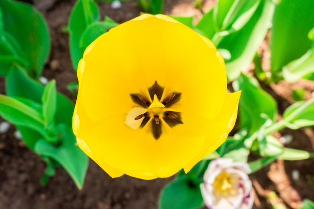 Gele tulp in de natuur