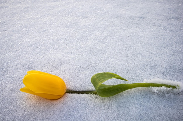 Gele tulp met groene bladeren op een witte natuurlijke sneeuwachtergrond. Lente vakantie concept