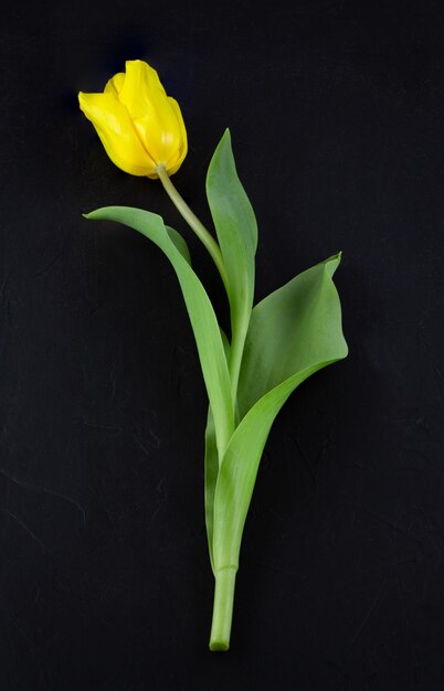 Gele tulp op een zwarte achtergrond met ruimte voor tekst