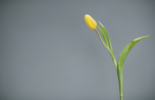 Gele tulp op grijze achtergrond.