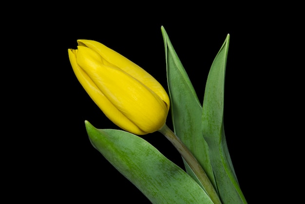 Gele tulp op zwarte achtergrond