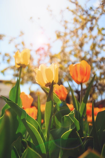 Gele tulpen, achtergrond met bloemen in de zon