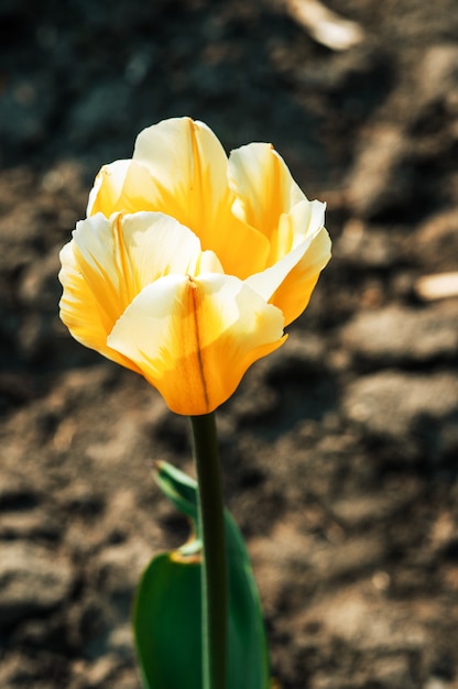 Gele tulpen bloeiden in het voorjaar. bloemen in de tuin voor vrouwendag of moederdag.