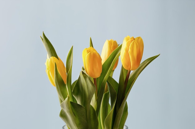 Gele tulpen bloemboeket in glazen vaas op blauwe achtergrond Blauw en geel