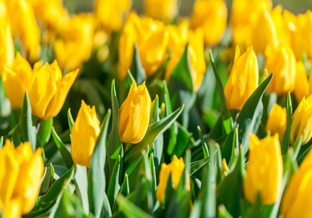 Gele tulpen close-up met focus in het midden