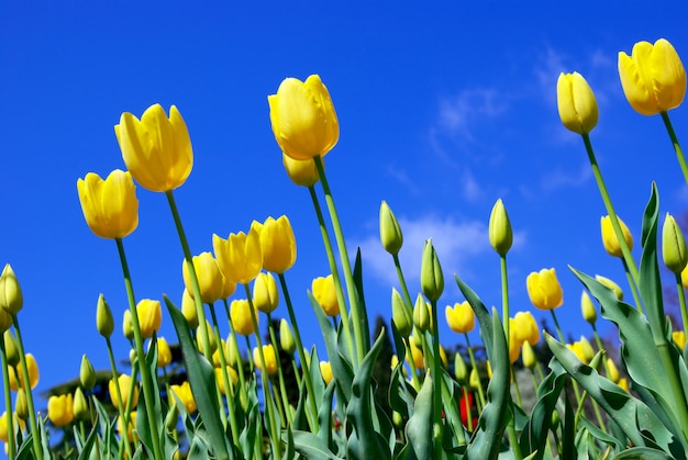 Gele tulpen en lucht