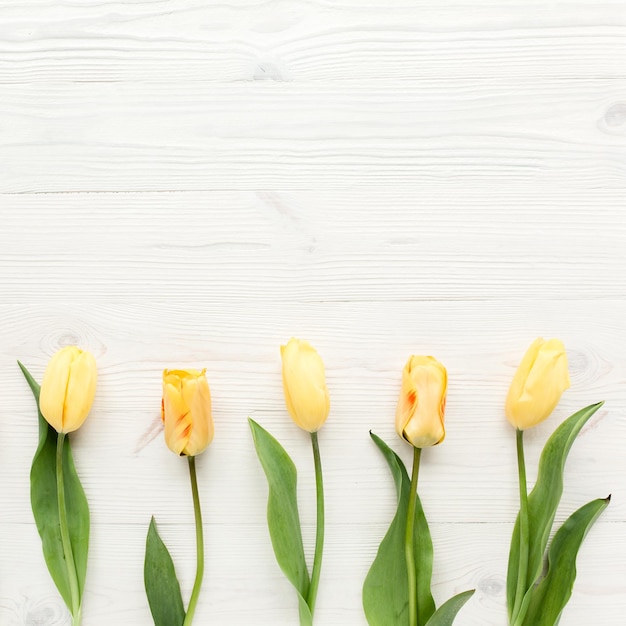 Gele tulpen geïsoleerd op een witte houten achtergrond lag plat bovenaanzicht