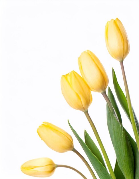 Gele tulpen geïsoleerd op witte achtergrond met kopieerruimte voor uw tekst