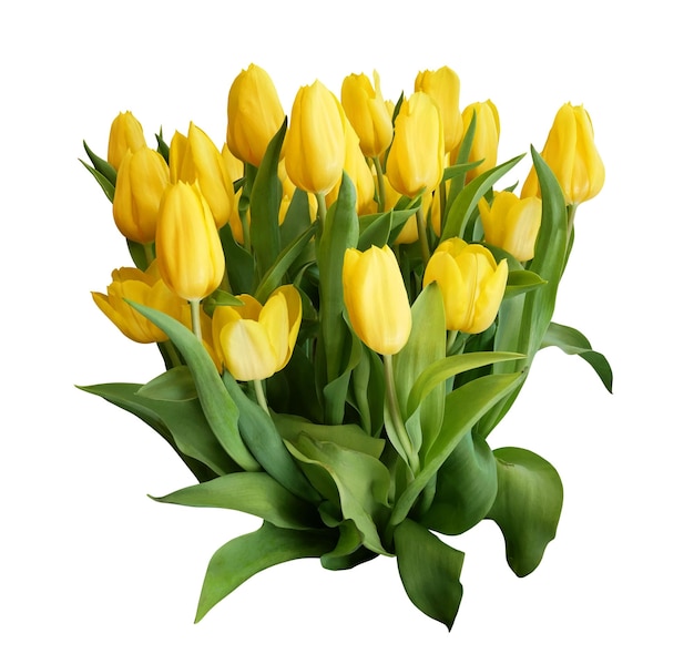 Gele tulpen geïsoleerd op witte achtergrond