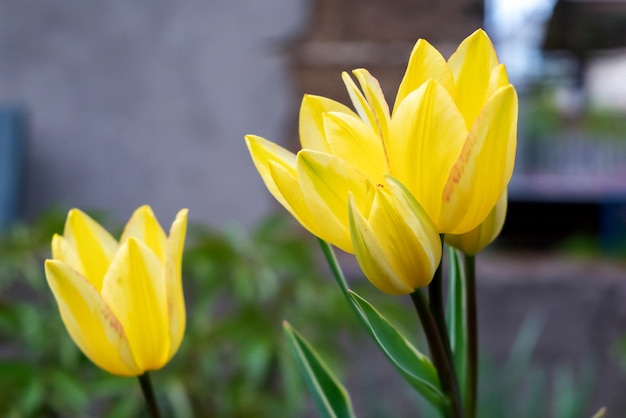 Foto gele tulpen in de tuin in de tuin