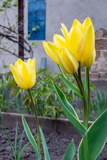 Foto gele tulpen in de tuin in de tuin