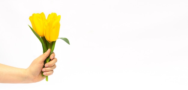 Gele tulpen in een vrouwelijke hand op een witte achtergrond