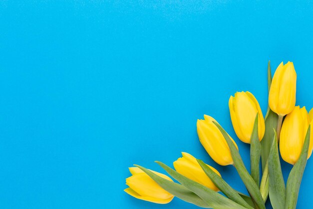 Gele tulpen op de blauwe achtergrond