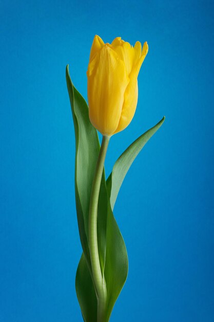 Gele tulpen op een blauwe achtergrond