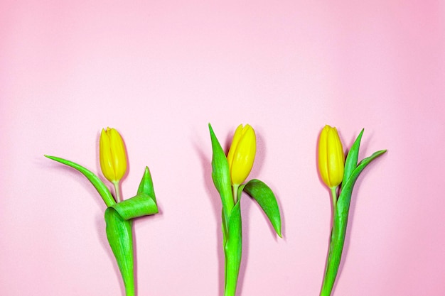 Gele tulpen op een roze achtergrond