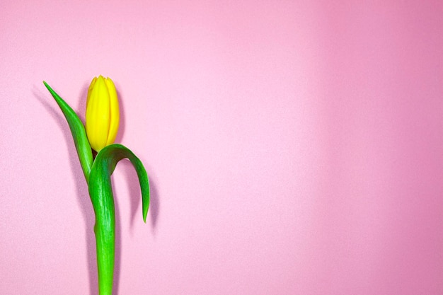 Gele tulpen op een roze achtergrond