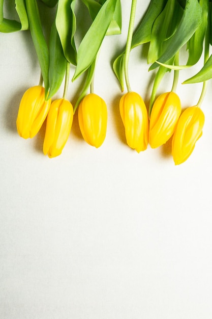 Gele tulpen op een witte achtergrond