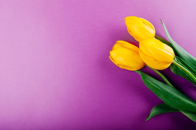 Gele tulpen op paarse achtergrond