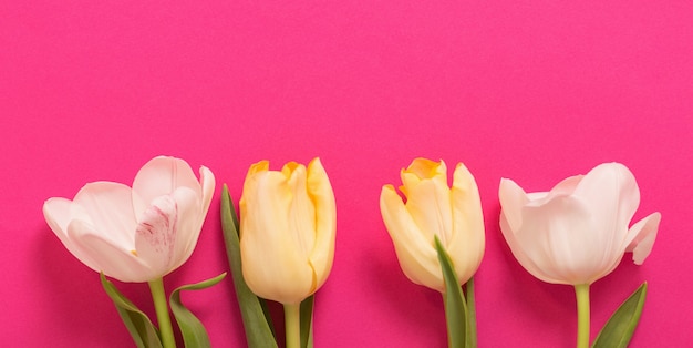 Gele tulpen op roze papier