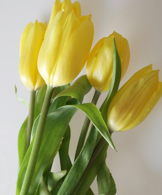 gele tulpen