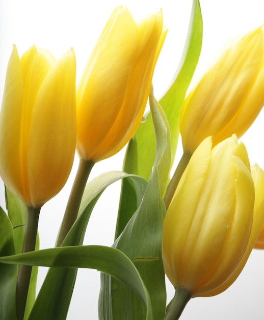 gele tulpen