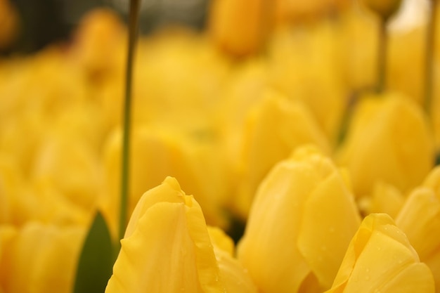 Gele Tulpen