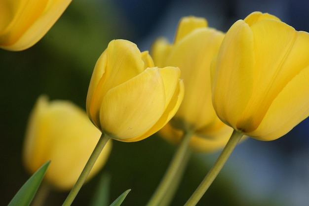 gele tulpen