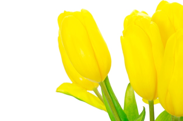 gele tulpen