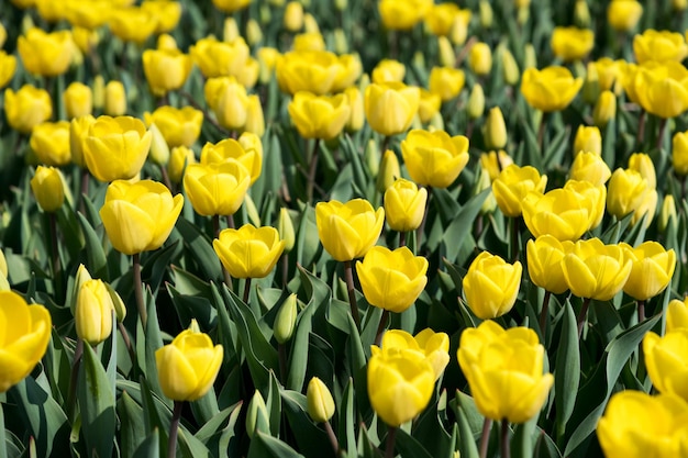 Gele tulpenachtergrond in tuin