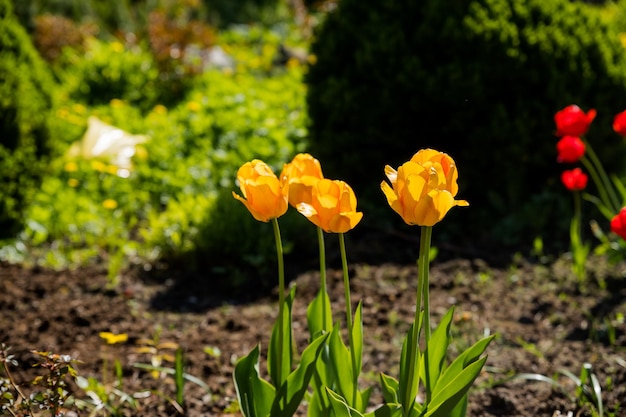 Gele tulpenbloem bloei op achtergrond van wazige droge aarde van bloembed lentetuin bloemen sele