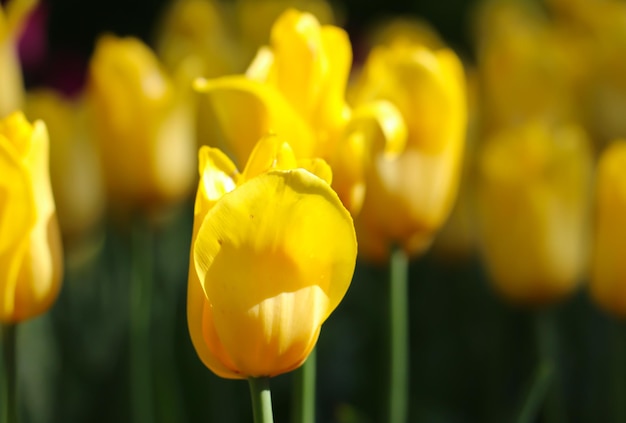 gele tulpenbloem die in tulpentuin op onscherpe gele tulpenachtergrond bloeien