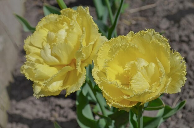 Gele tulpenbloem met naaldbadstofbloemblaadjes in aard prachtige dubbele gele tulpclose-up