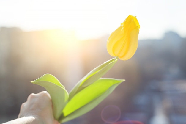 Gele tulpenbloem