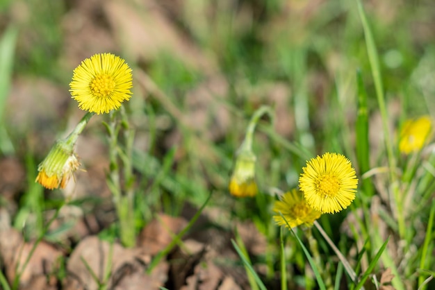 Gele Tussilago-bloemen die in het voorjaar in groen gras bloeien