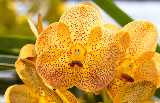 Gele vanda orchidee bloem