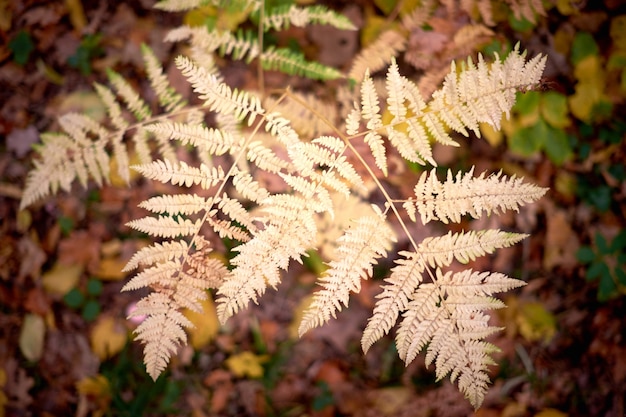 Gele varenbladeren van de herfstbladeren.