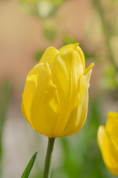 Gele verbazingwekkende lente bloemen achtergrond Mooie gele tulpen Mooie kleurrijke lente bloemen tulpen