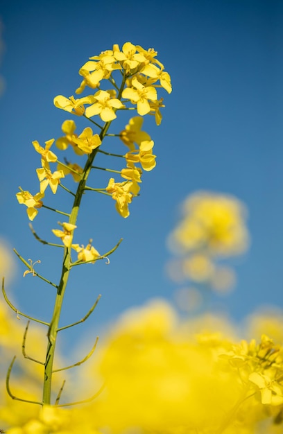 Gele verkrachting op een veld