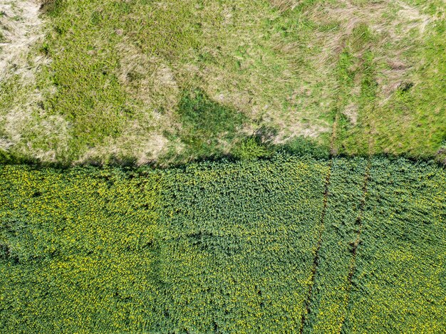 Gele verkrachting veld landschap luchtfoto een industrie landbouw