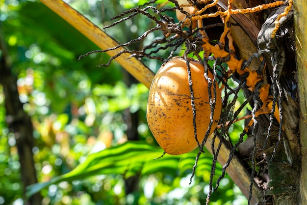 Gele verse jonge kokosnoot op groene palmboom op het eiland Bali, Indonesië, close-up