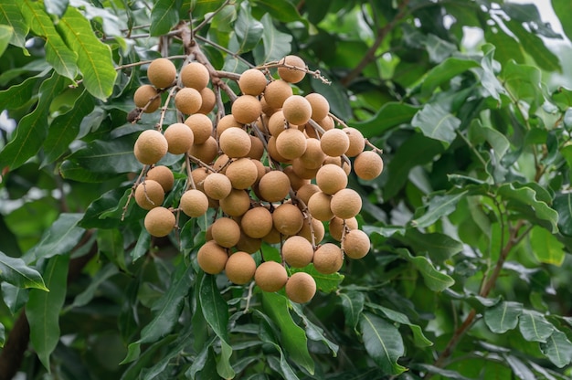 Gele verse longan op boom