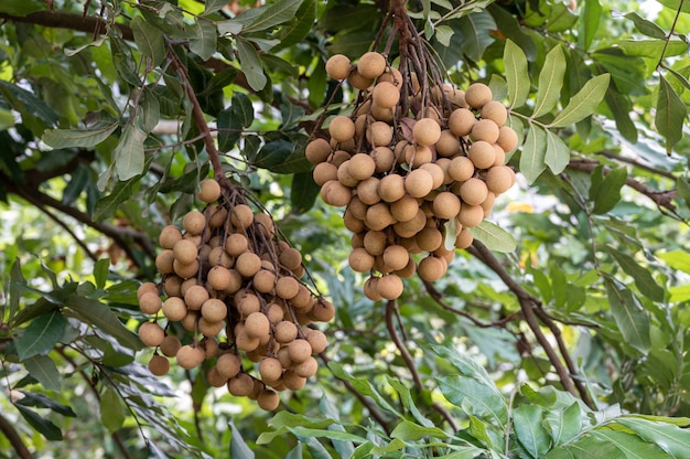 Gele verse longan op boom