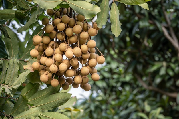 Gele verse longan op boom