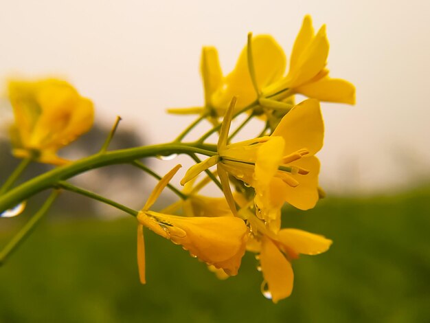 Gele verse winter mosterdbloemen