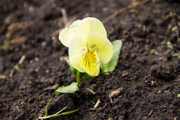 Gele viooltjebloem Viola driekleur op bloembed in tuin